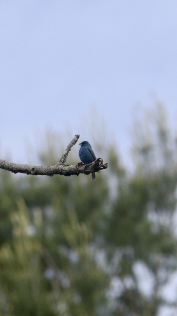 Indigo Bunting - ML585130731