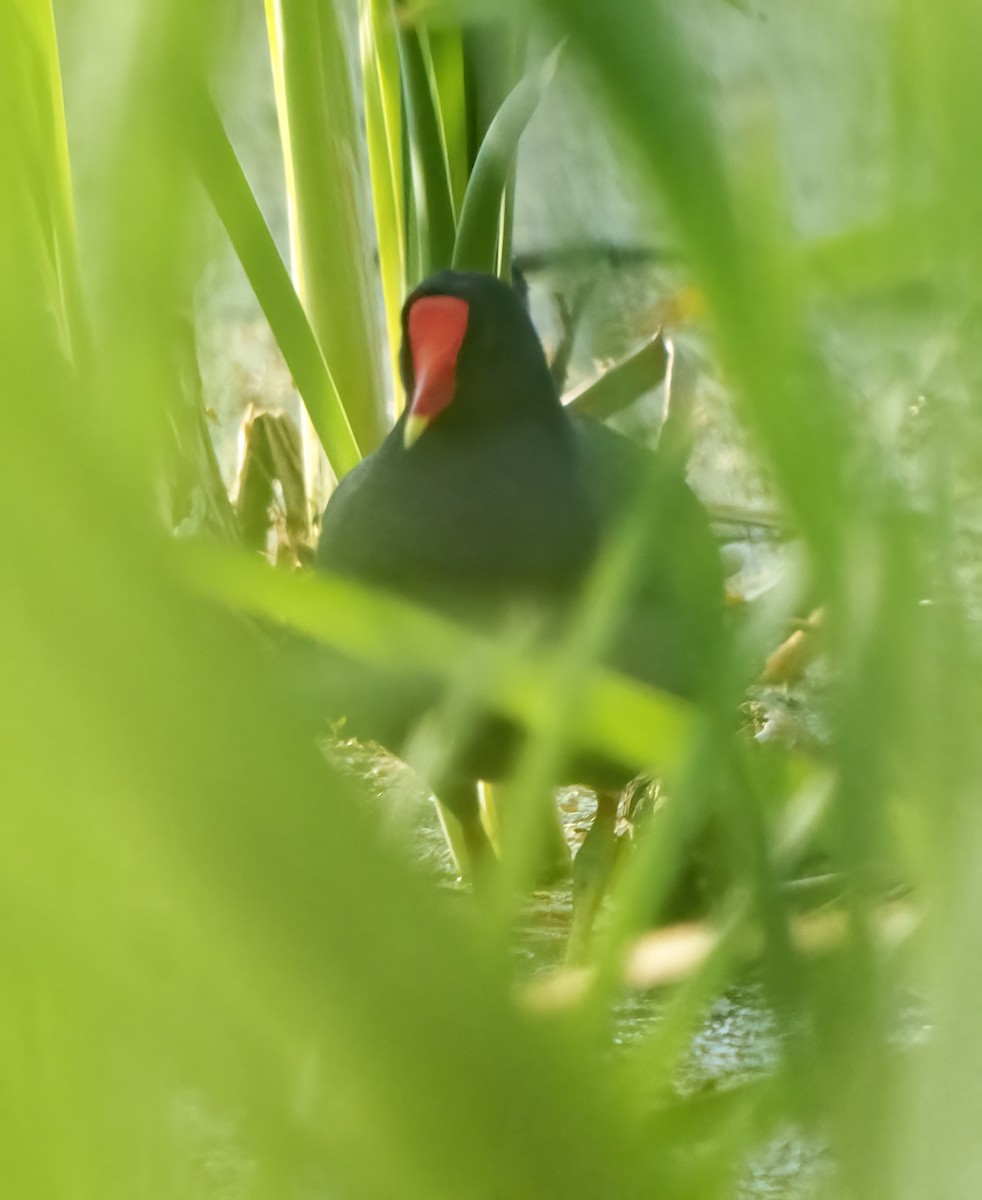 Common Gallinule - ML585130811