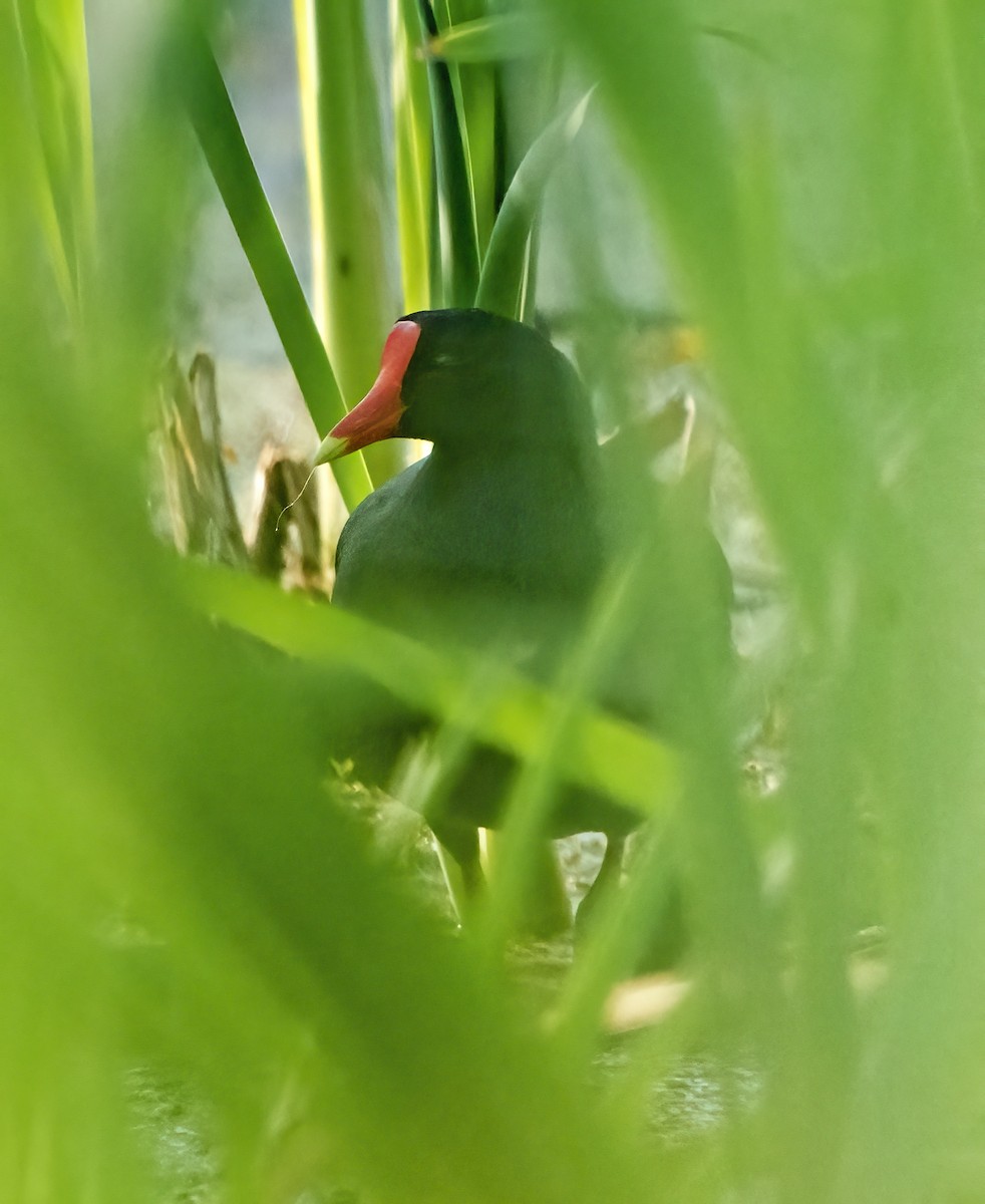 Common Gallinule - ML585130861