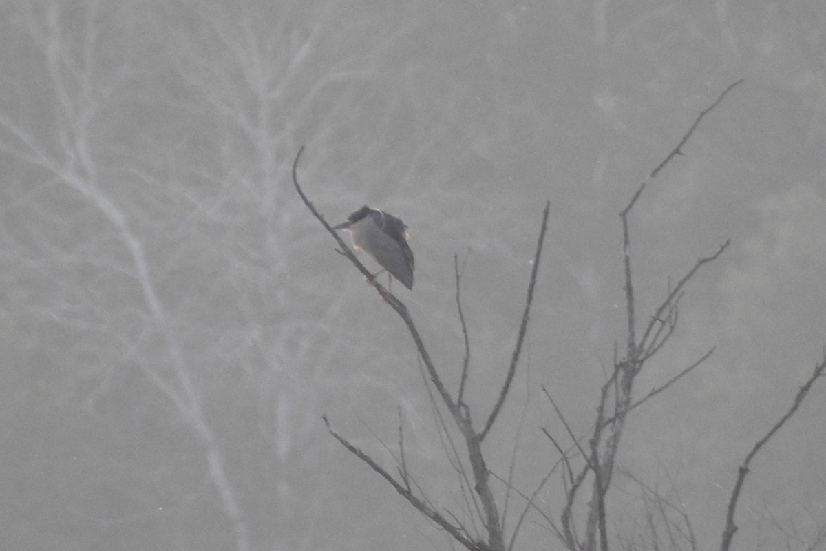 Black-crowned Night Heron - Dan Belter