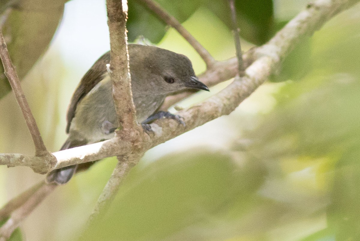 Black Berrypecker - ML585134441