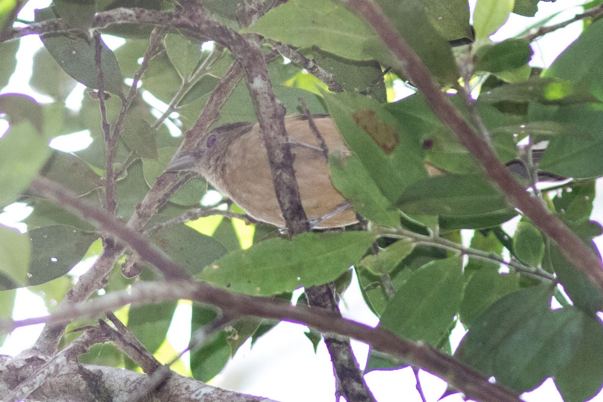 Variable Shrikethrush - ML585134471