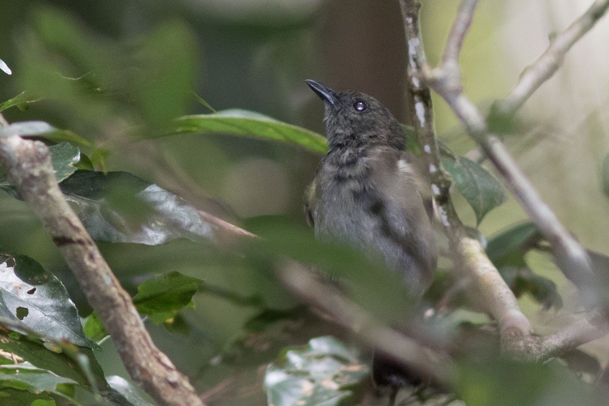 Black Berrypecker - Doug Gochfeld