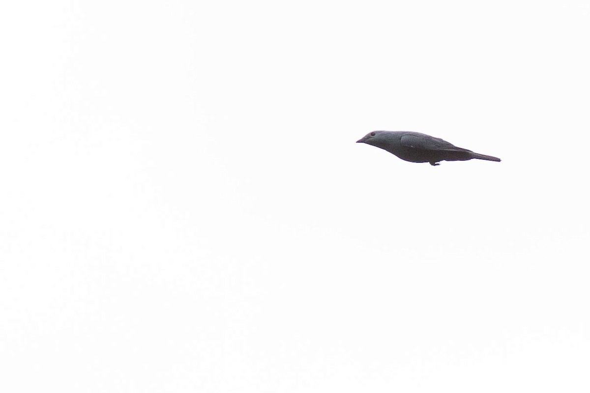 Boyer's Cuckooshrike - ML585134611