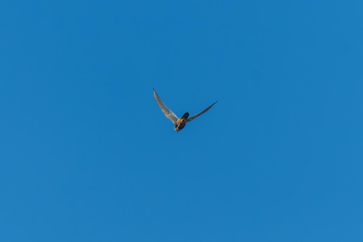 Aplomado Falcon - Fernando Cortés