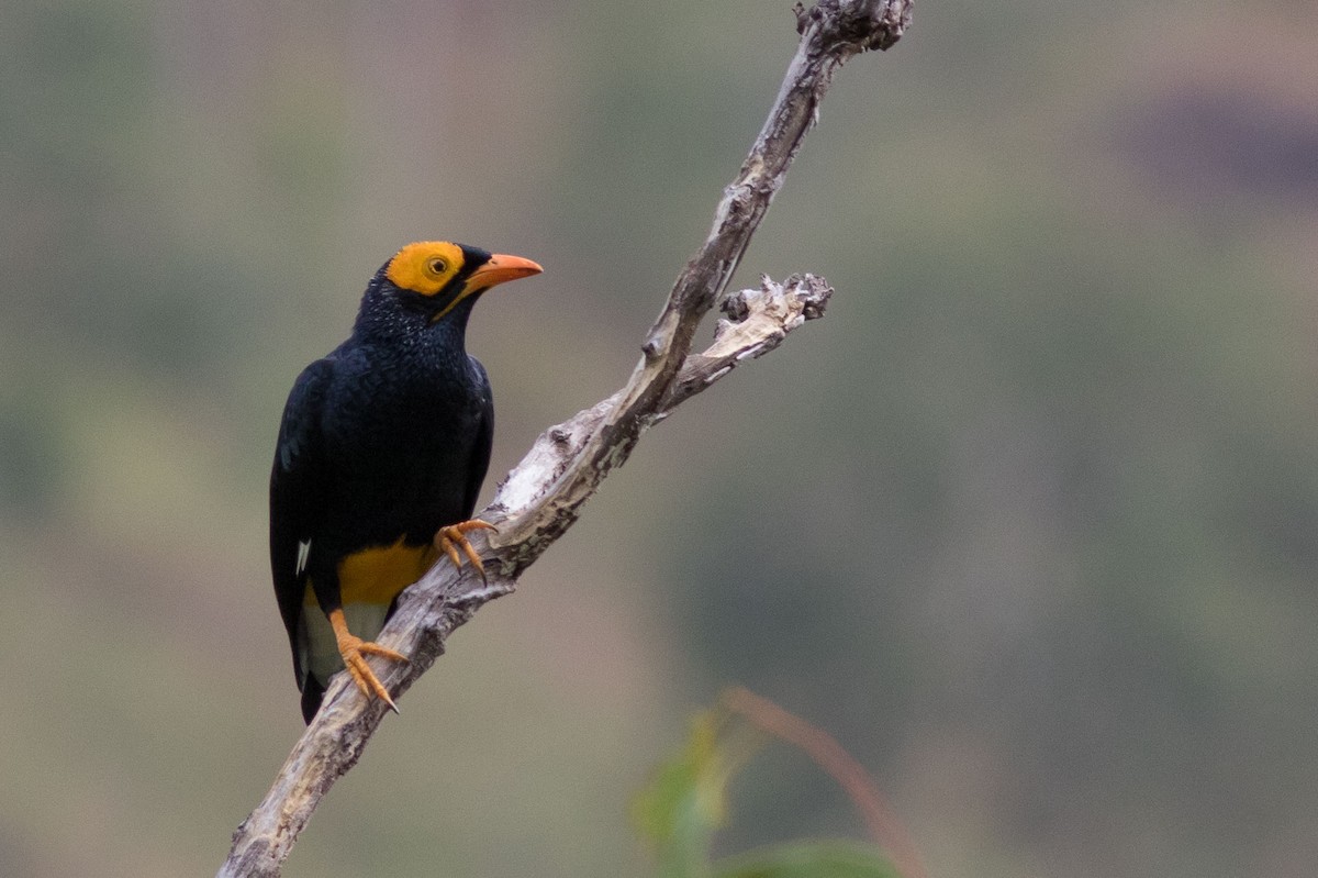 Yellow-faced Myna - ML585134931