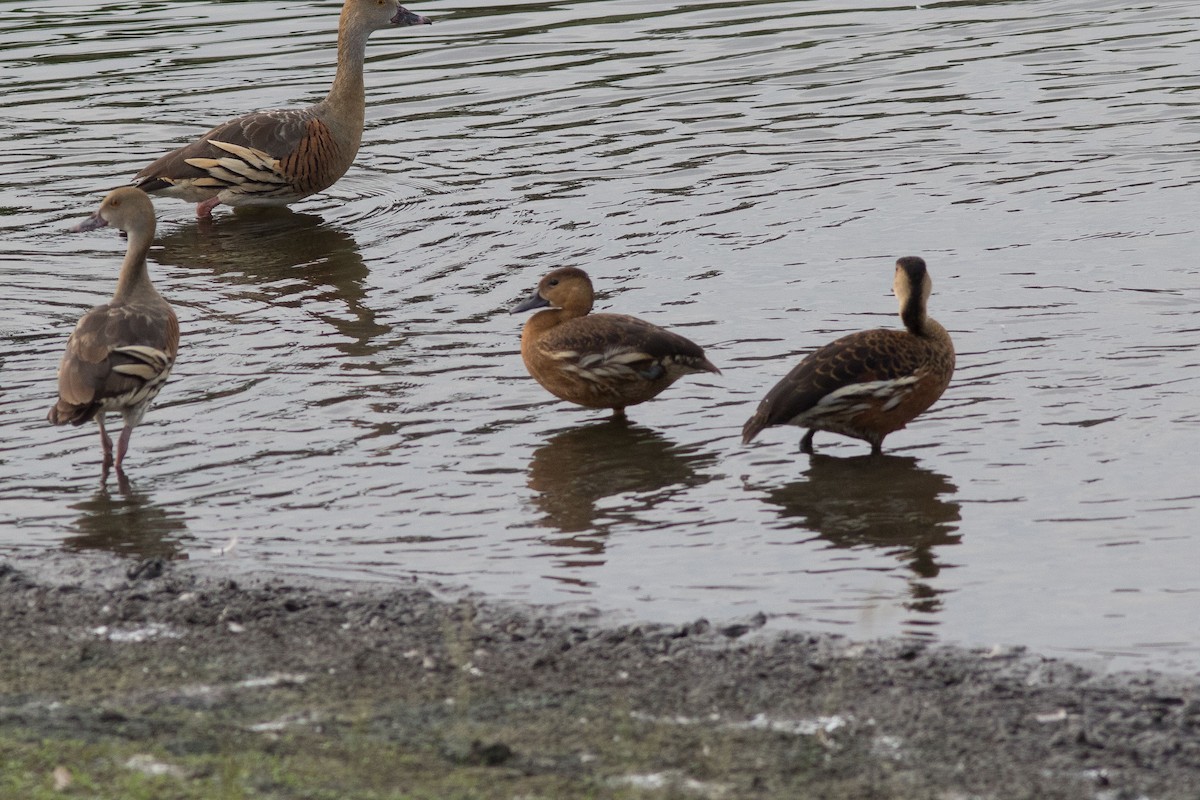 Wandering Whistling-Duck - ML585135151