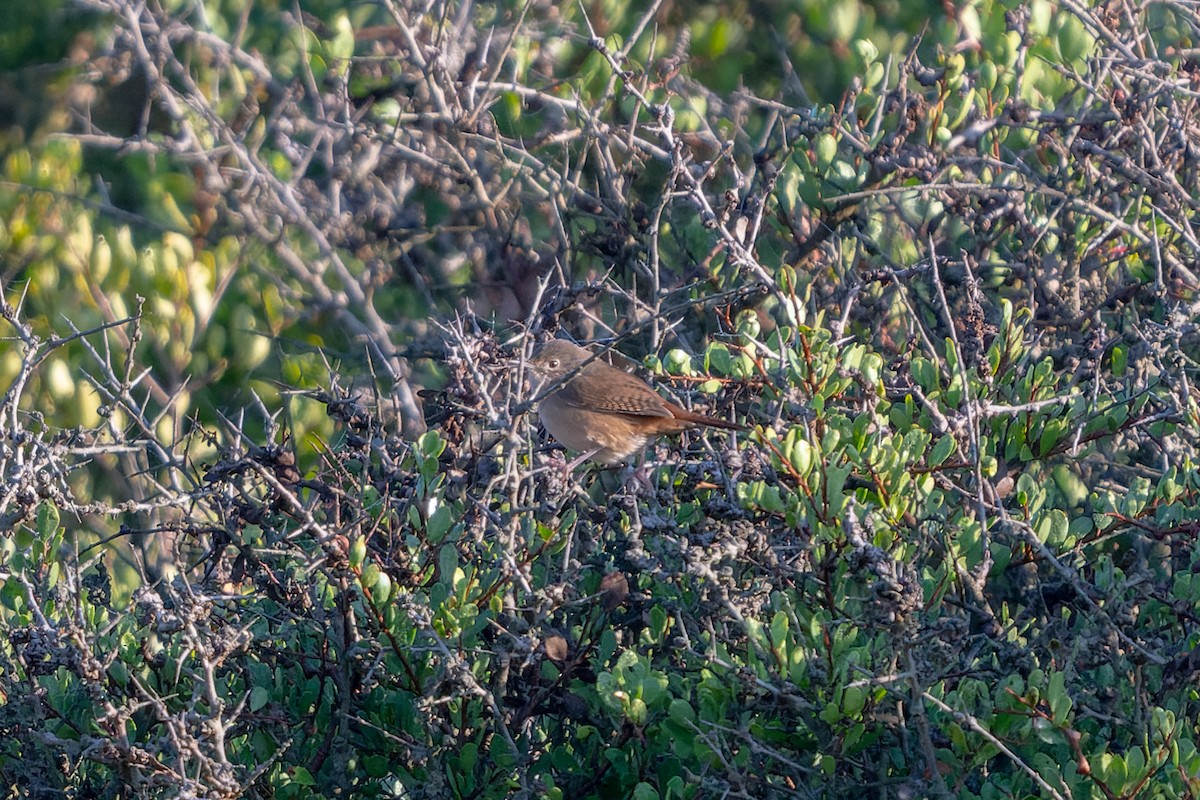 House Wren (Southern) - ML585135311