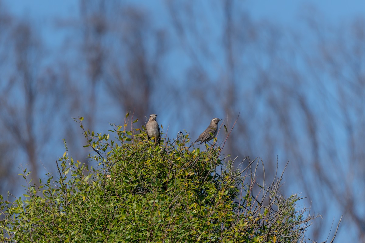 Chilean Mockingbird - ML585135331