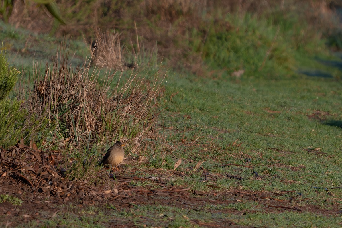 Austral Thrush - Fernando Cortés