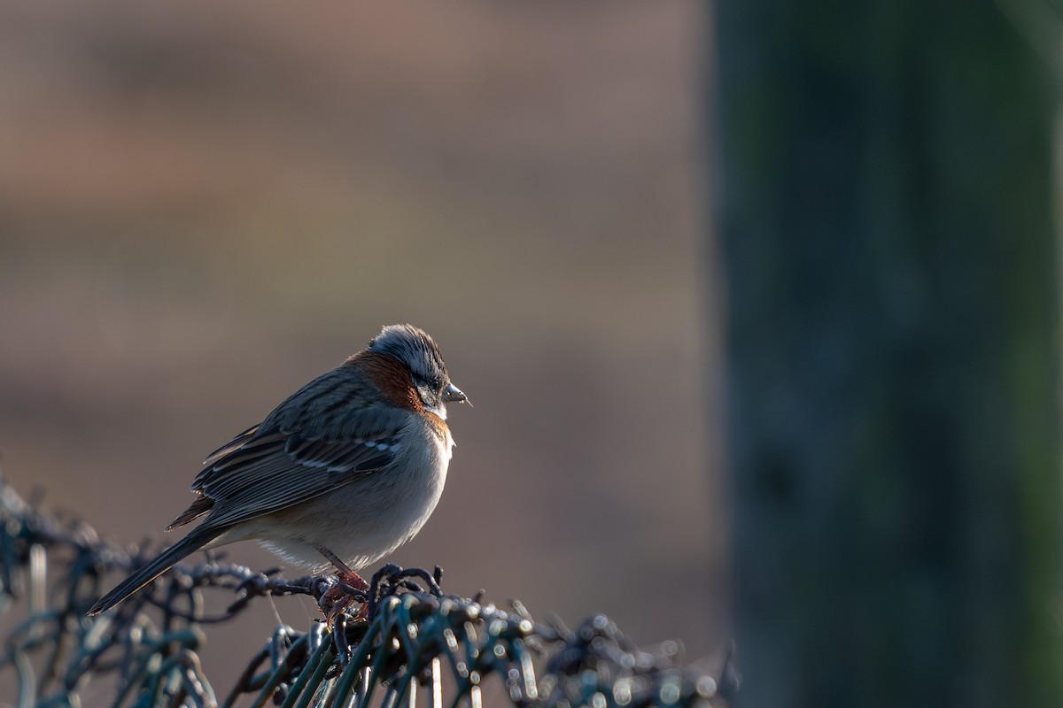 Rufous-collared Sparrow - ML585135401