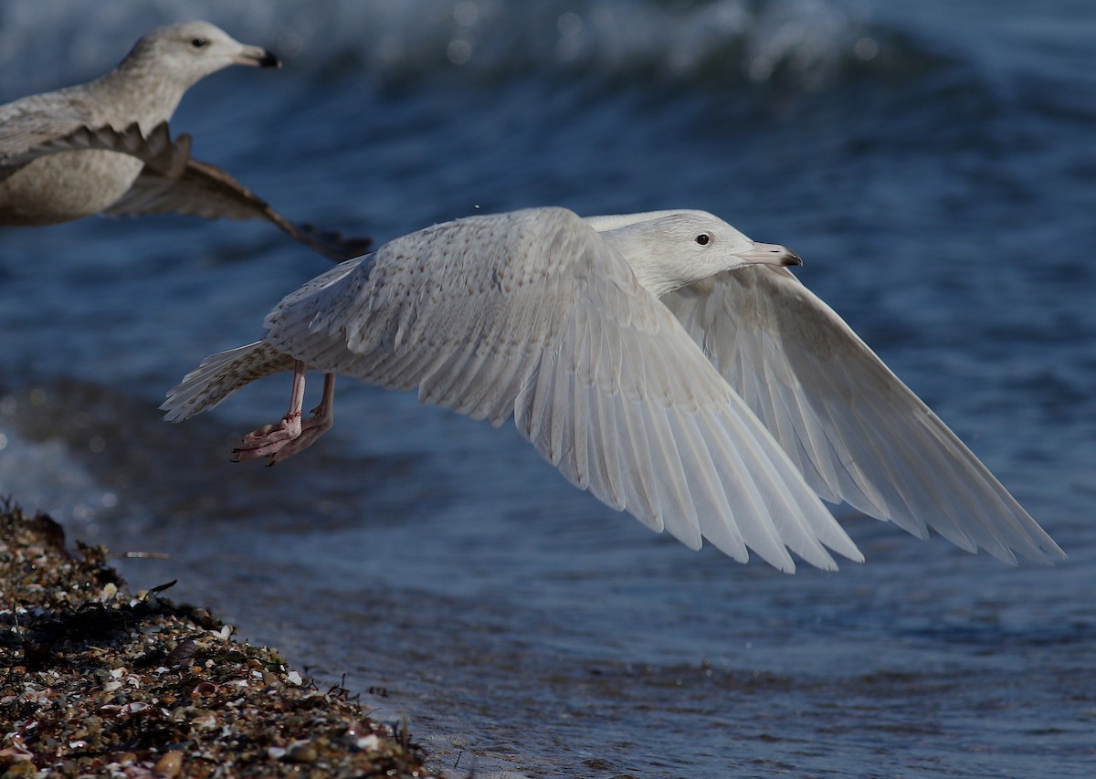 Glaucous Gull - ML585135651