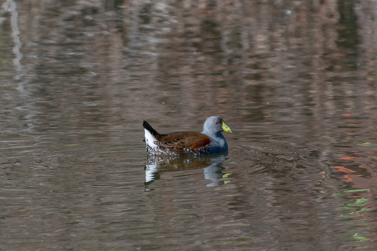 Spot-flanked Gallinule - ML585135831