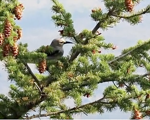 Clark's Nutcracker - ML585135901