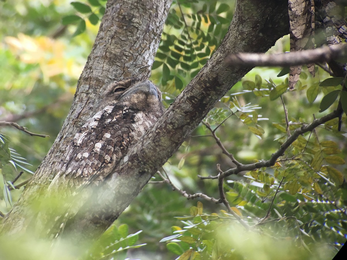 Papuan Frogmouth - ML585135981