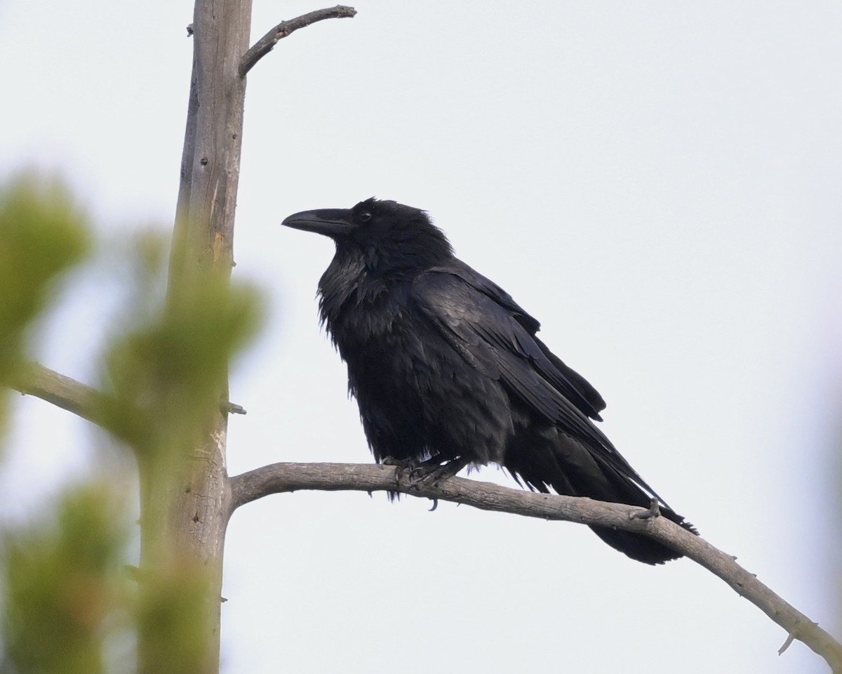 Common Raven - Joe Wujcik