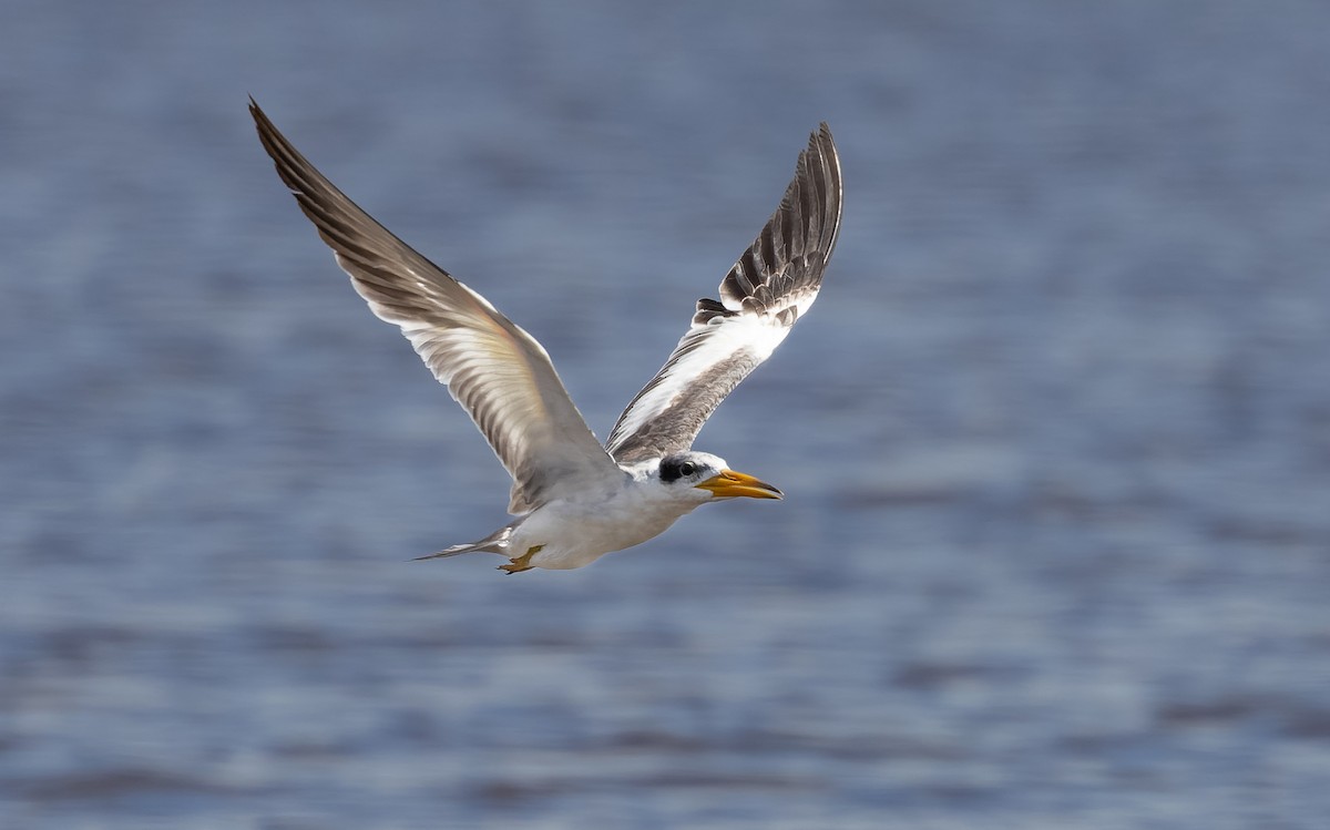 Large-billed Tern - ML585137131