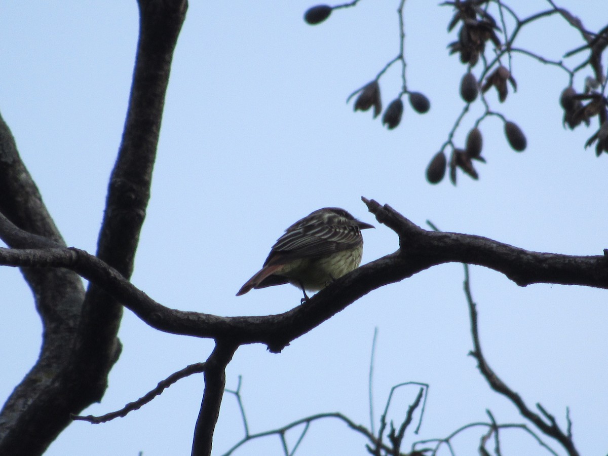 Sulphur-bellied Flycatcher - ML58513731