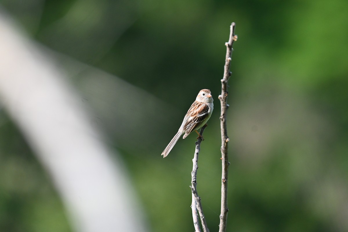 Field Sparrow - ML585137761