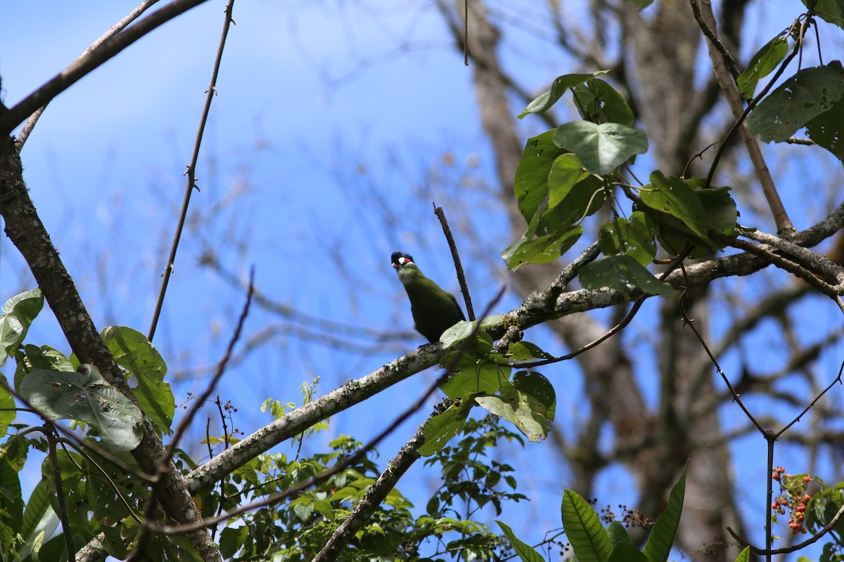 Turaco de Hartlaub - ML585137971