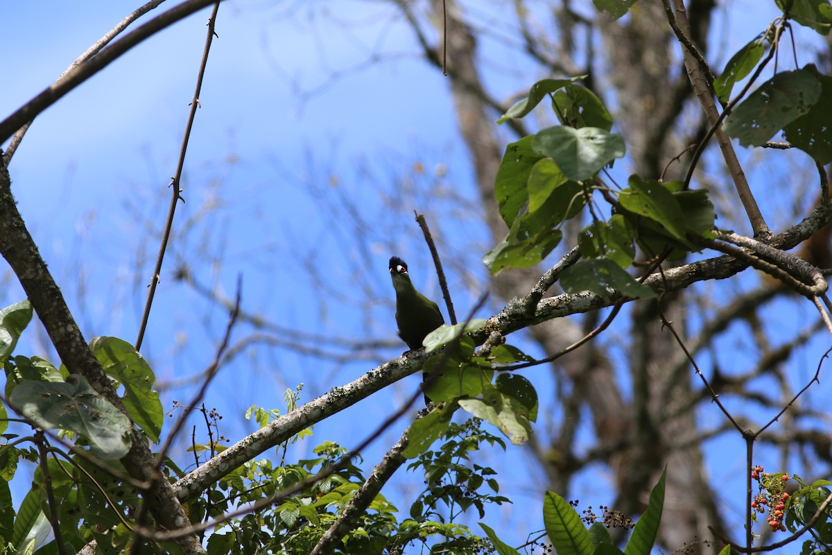 Hartlaub's Turaco - ML585137981