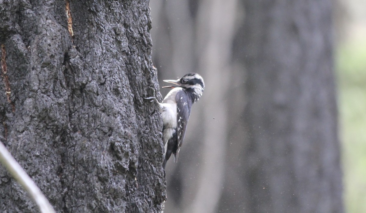 Hairy Woodpecker (Pacific) - Scott Kramer