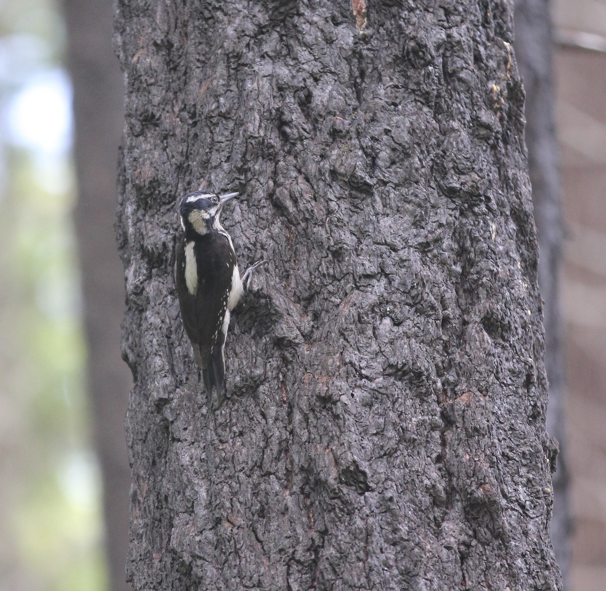 Hairy Woodpecker (Pacific) - Scott Kramer