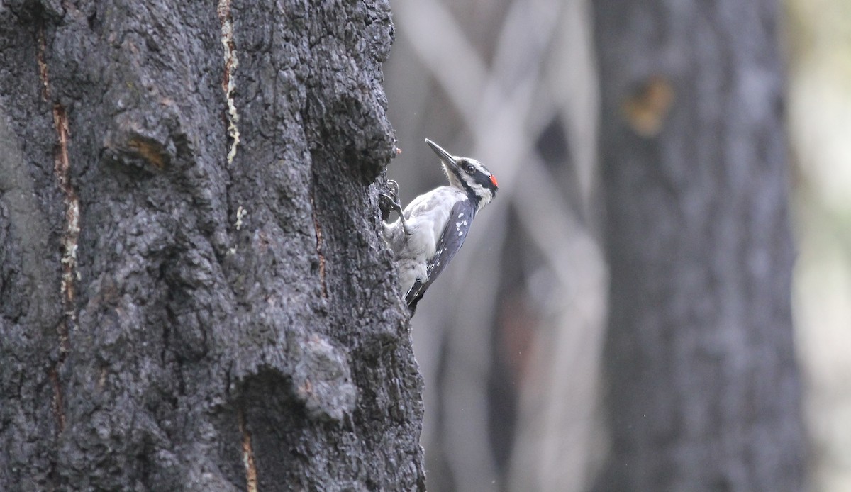 Hairy Woodpecker (Pacific) - Scott Kramer