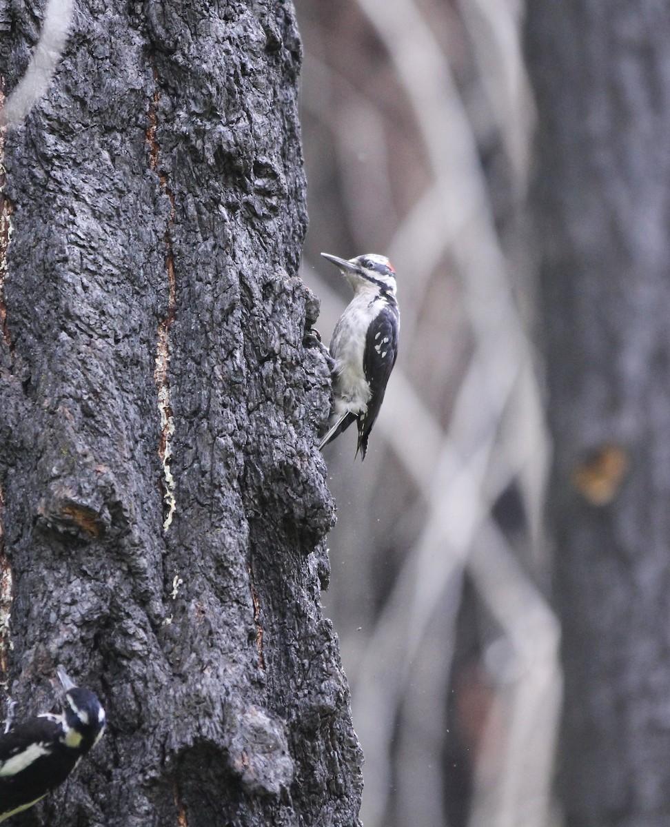 Hairy Woodpecker (Pacific) - ML585138661