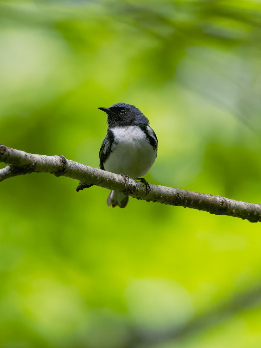 Black-throated Blue Warbler - ML585140361