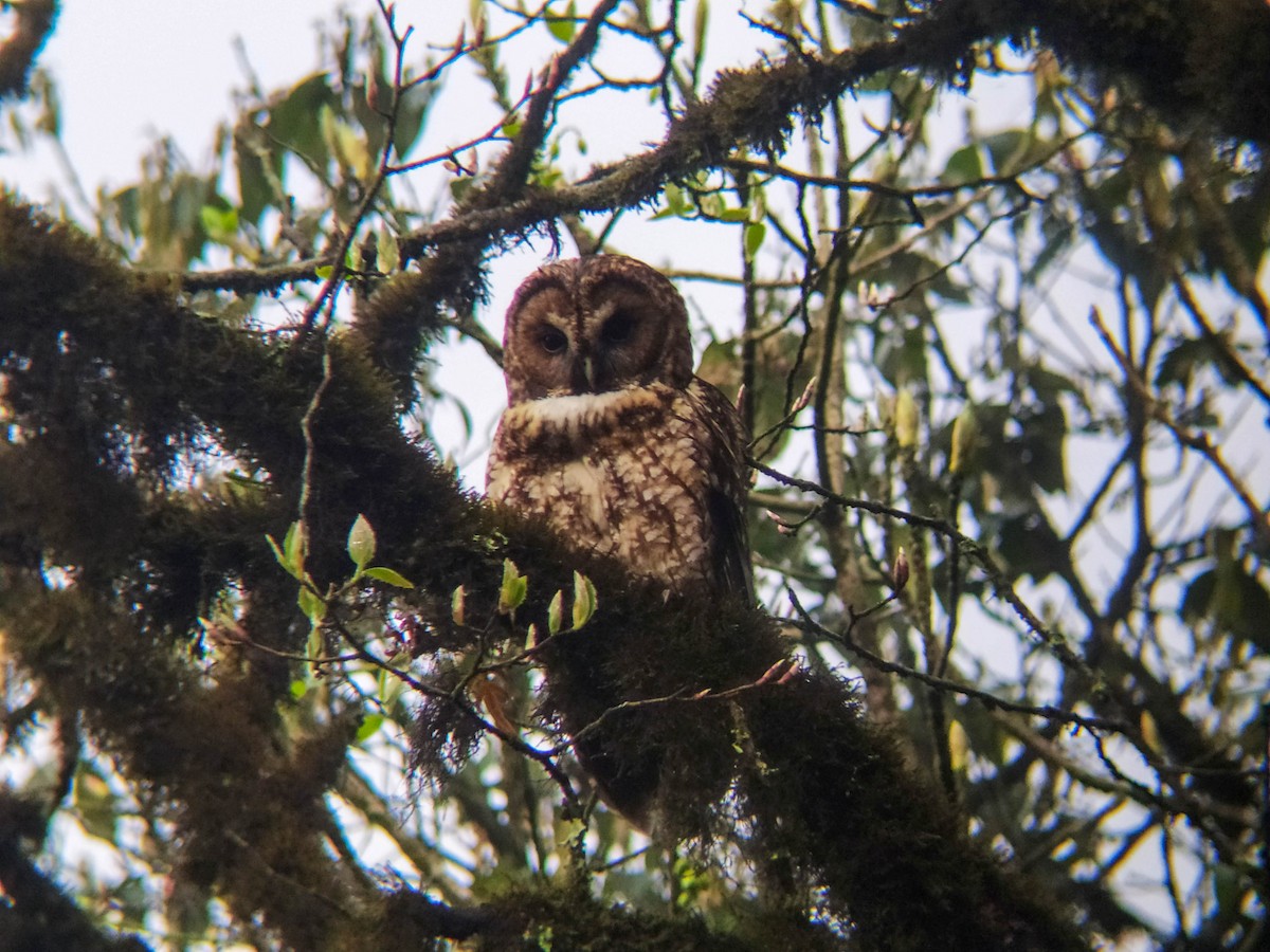 Himalayan Owl - Yubin Shrestha