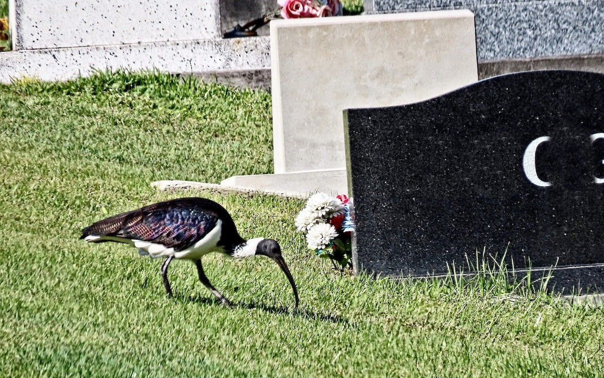 Straw-necked Ibis - ML585140411