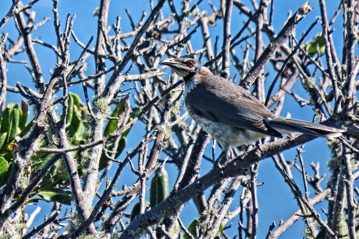 Noisy Friarbird - ML585140461