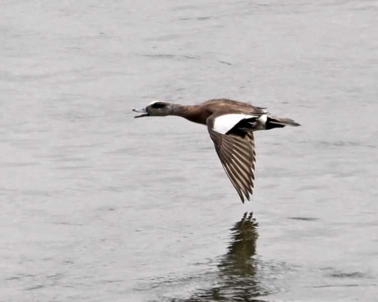 American Wigeon - ML585141071