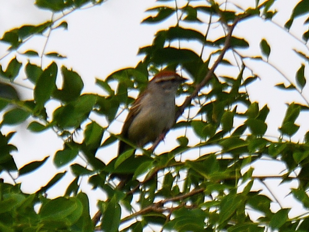 Chipping Sparrow - Dan Edelen