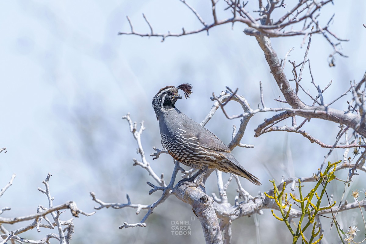 California Quail - ML585142101