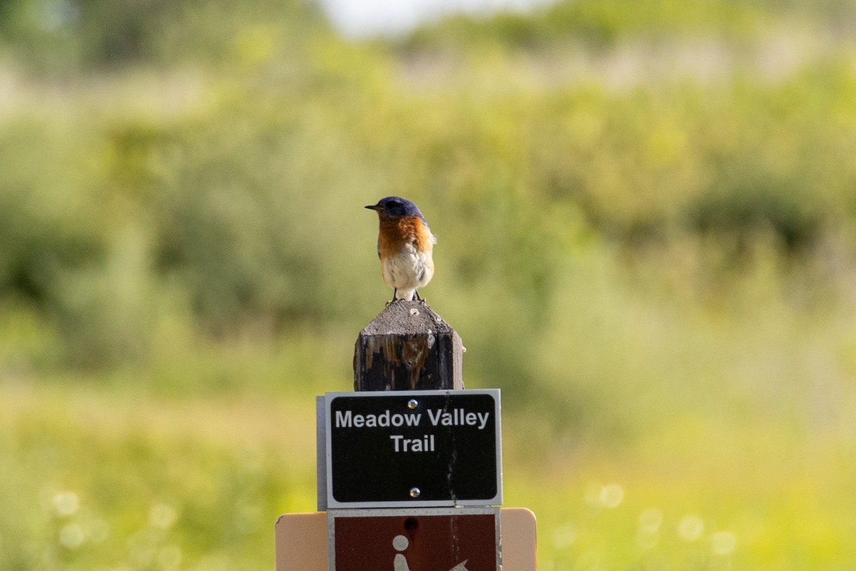 Eastern Bluebird - Patrick Zettel