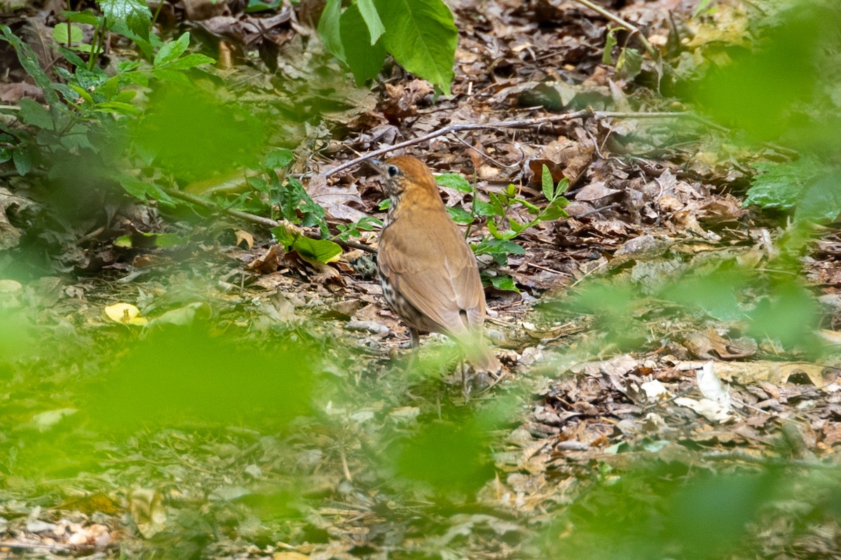 Wood Thrush - ML585142261