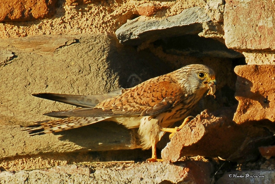 Lesser Kestrel - ML58514231