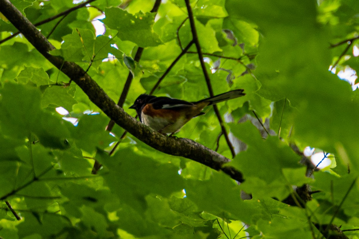 ワキアカトウヒチョウ - ML585142311