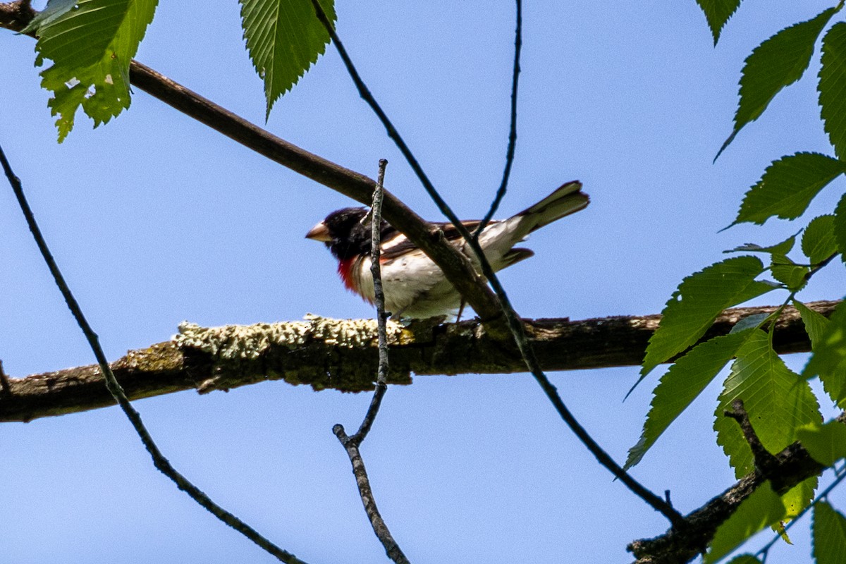 Rose-breasted Grosbeak - ML585142341