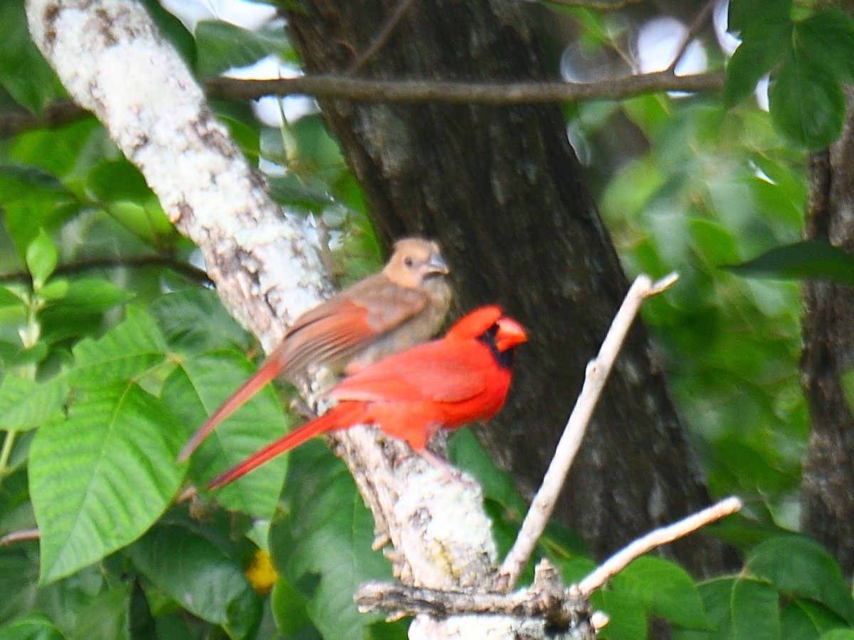 Cardinal rouge - ML585142541