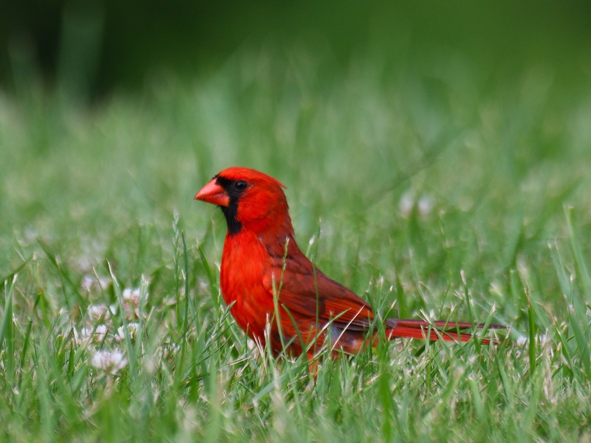 Northern Cardinal - Dan Edelen