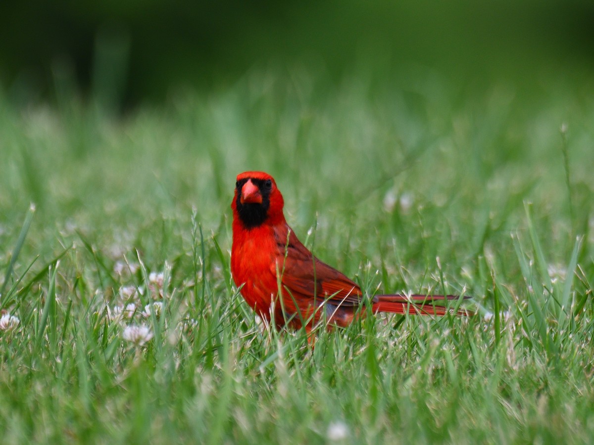 Cardinal rouge - ML585142571