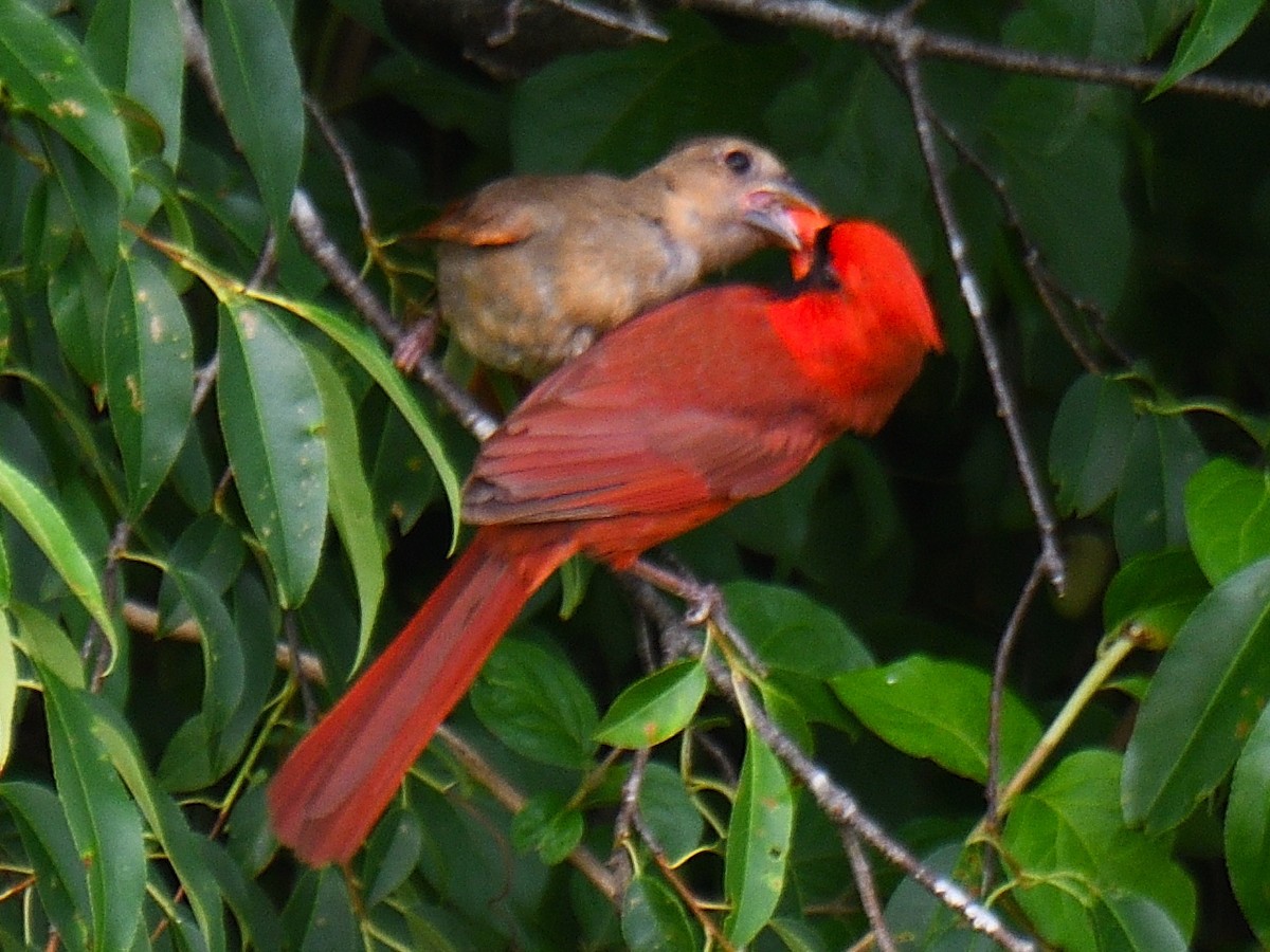 Cardinal rouge - ML585142951