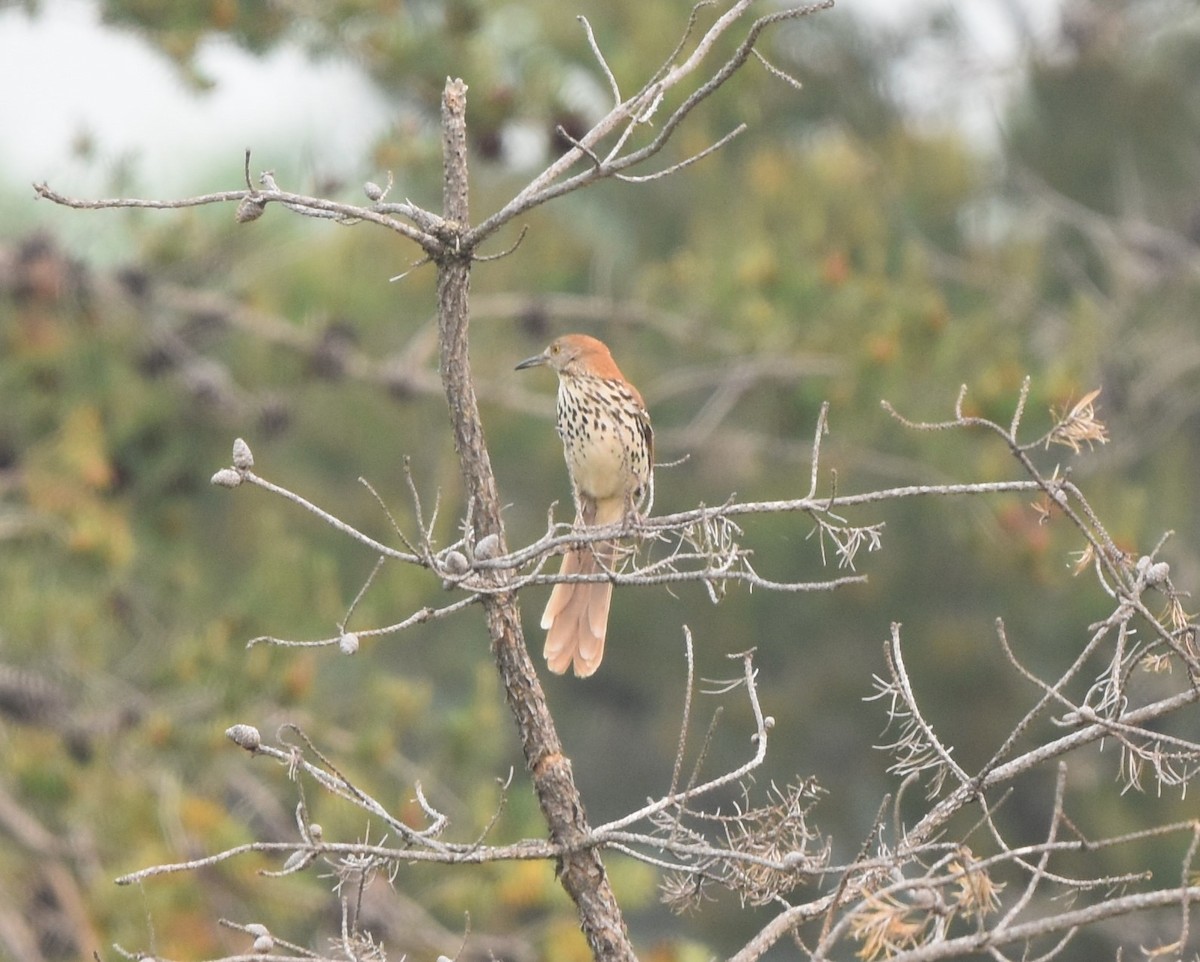 Brown Thrasher - ML585144441