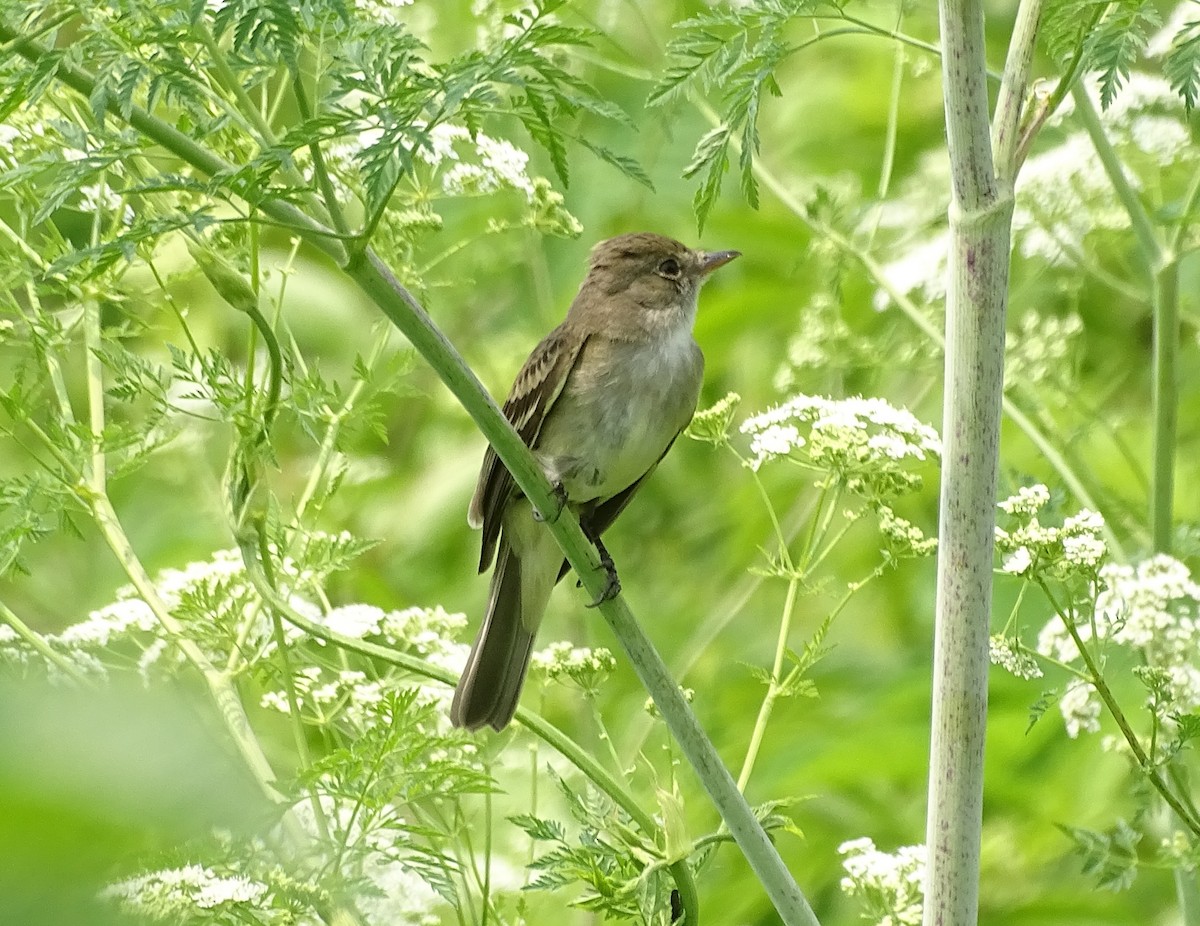 Willow Flycatcher - ML585144471