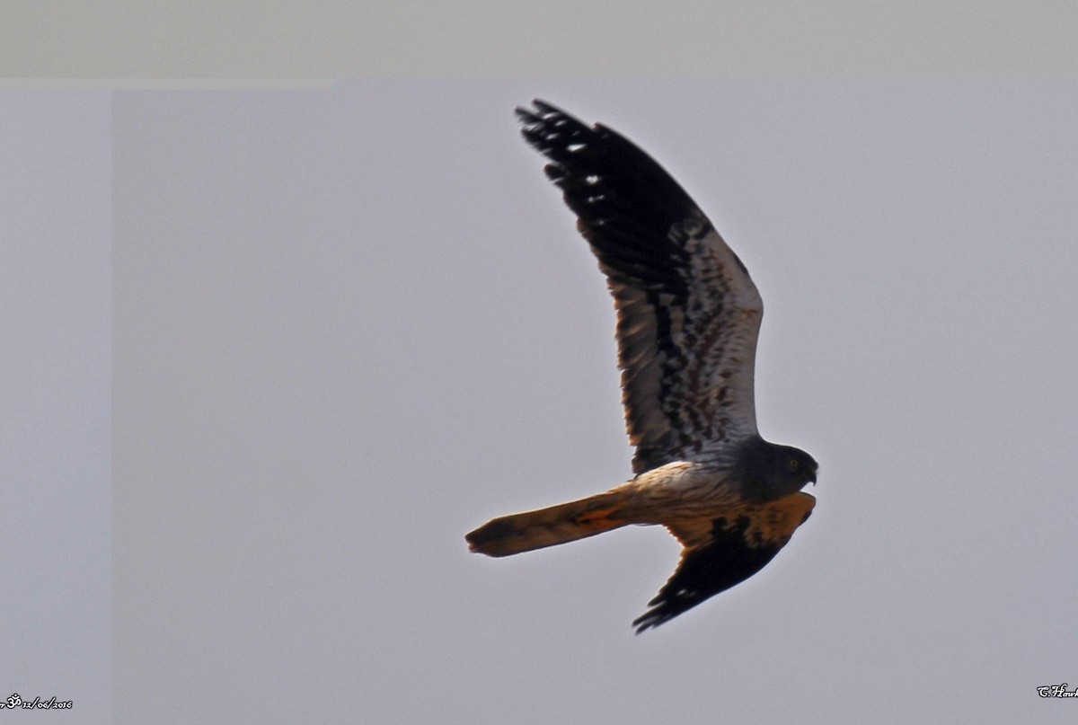 Montagu's Harrier - Carl  Hawker