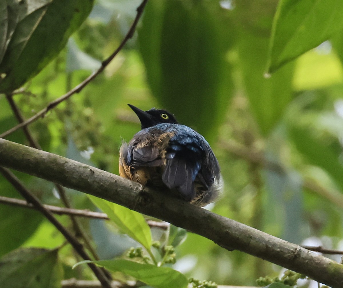 Scarlet-breasted Dacnis - Pam Rasmussen