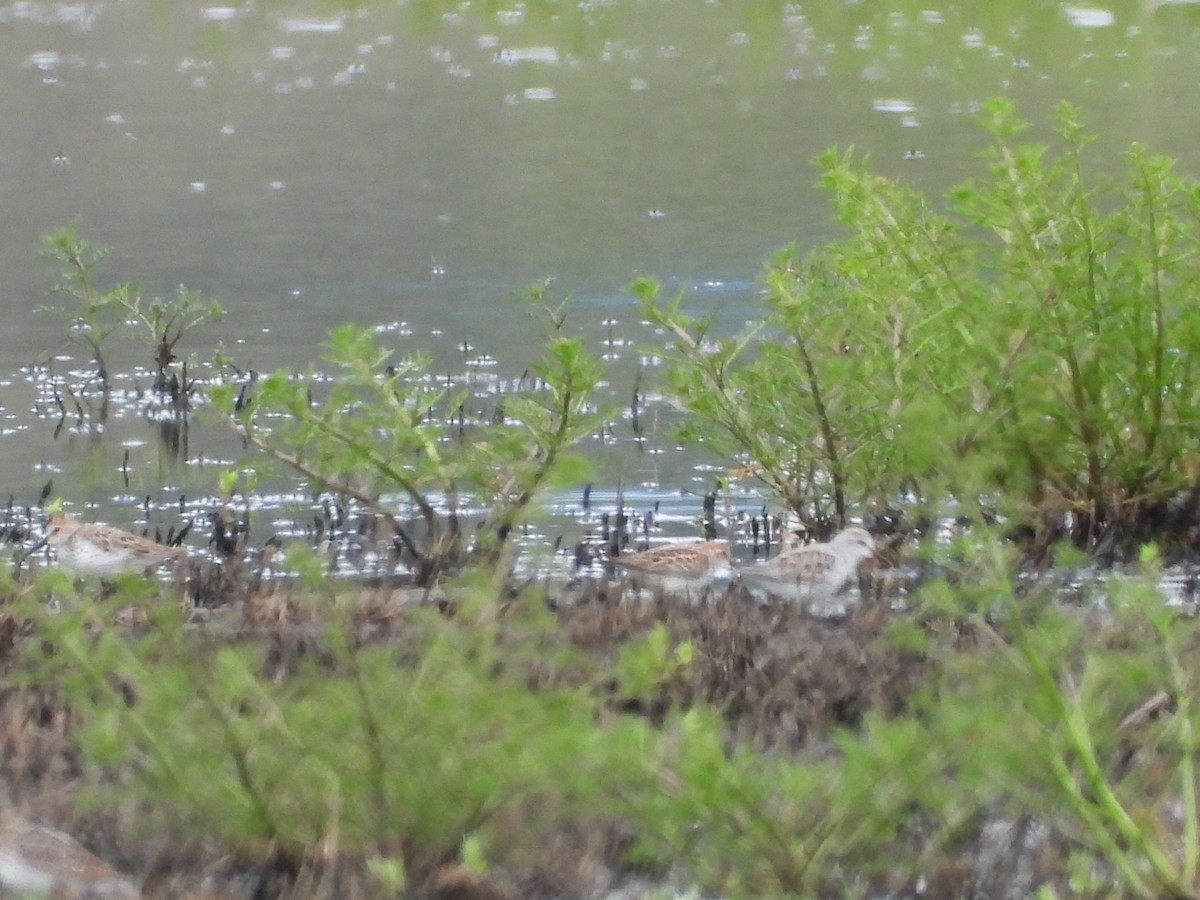 Semipalmated Sandpiper - ML585146091